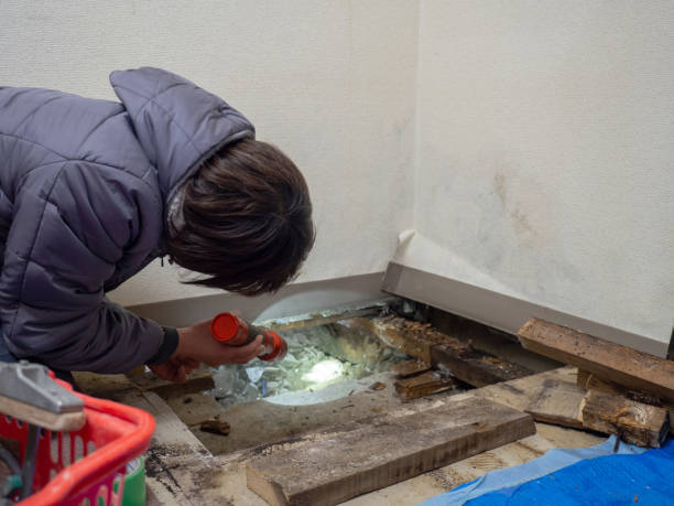 Best Mold Documentation for Insurance Claims  in Cannon Af, NM
