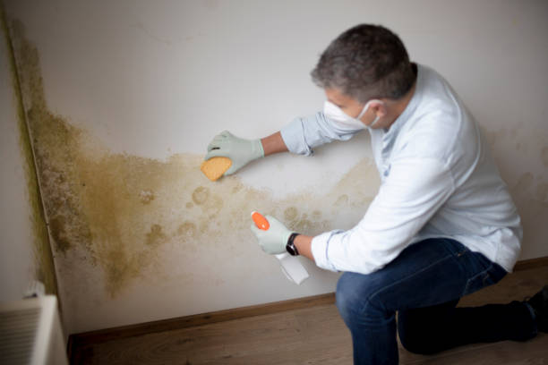  Cannon Af, NM Mold Removal Pros