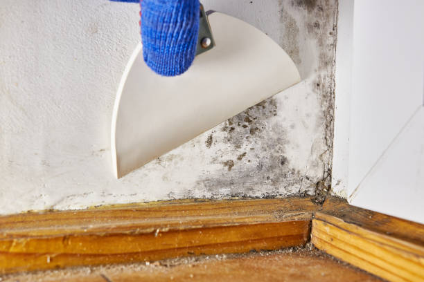 Best Attic Mold Removal  in Cannon Af, NM