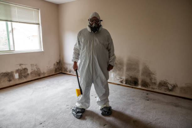 Best Mold Damage Restoration  in Cannon Af, NM